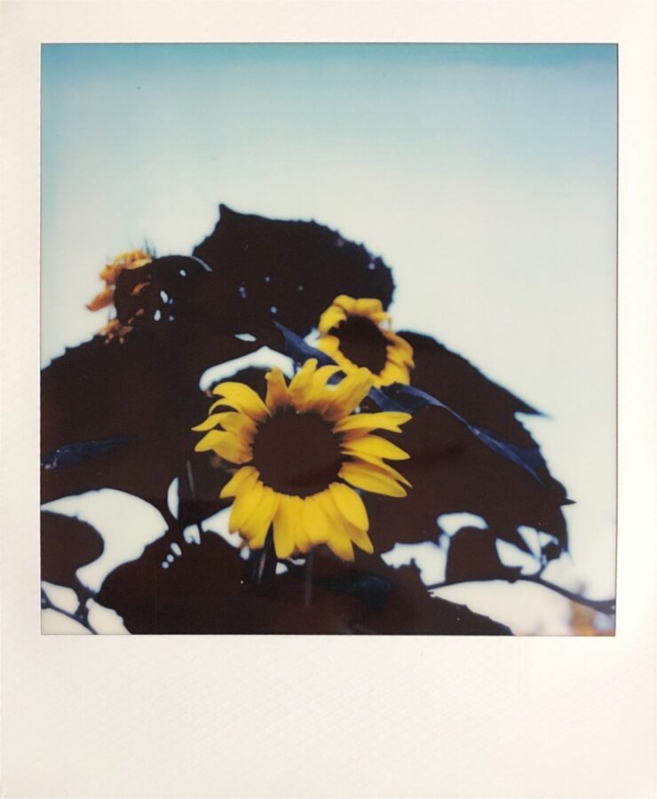 Polaroid SX-70 作例